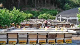 Process of producing 100 real natural honey  Korean Real BeeFarm [upl. by Henryetta]