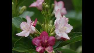 Weigela coraeensis Japanese Weigela [upl. by Beitz]