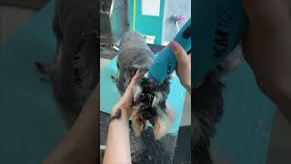 Schnauzer Full Grooming doggroomingtips [upl. by Giliane41]