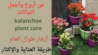 نبات الكلانشوkalanchoe plant careنبات عصارينباتات مزهرة طوال العامنباتات الزينهنباتات داخلية [upl. by Elmina]