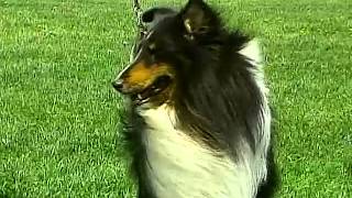 Shetland Sheepdog  AKC Dog Breed Series [upl. by Steen997]