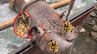 The truth about cutting and trimming cow hooves removing screws stuck in hooves [upl. by Onitsoga]