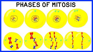 Phases of Mitosis and Cell Division [upl. by Penthea]