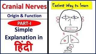 Cranial nerves  Origin and Functions PART 1 simple explanation in Hindi  Bhushan Science [upl. by Jacobson924]