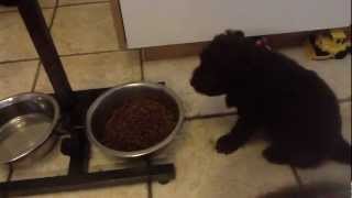 Nestje 2013  Week 5 video 2  Freonskip Australian Labradoodles [upl. by Anej700]