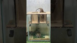 Best mouse trap ideathe best mouse trap mouse rat rattrap [upl. by Downing884]