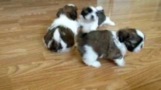 Shih Tzu Puppies 5 12 weeks2  May 15 2009 [upl. by Frasco]