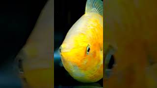 Molly Fish Breeding 🐬🐠🐬 mollyfish fish giving [upl. by Jonas]