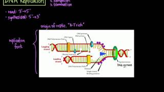 DNA Replication [upl. by Acinet]