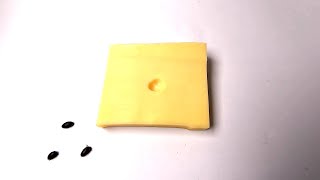 Flesh Eating Beetles VS Cheese Timelapse [upl. by Raina]