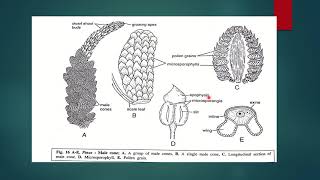 PINUS REPRODUCTION MALE CONE [upl. by Elberta]