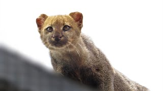 Trying to make the rescued jaguarundi come down to eat [upl. by Kory477]