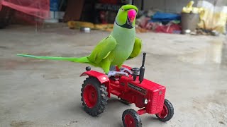 Parrot sound  Parrot funny moments parrotvideo parrottalking [upl. by Carolyne]