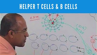 Helper T cells  CD4 and B cells  Lymphocytes  Immunology [upl. by Karlie649]