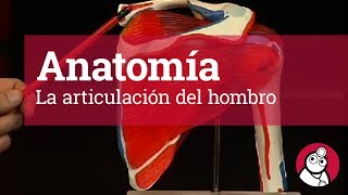 Anatomía La articulación del hombro [upl. by Meedan]