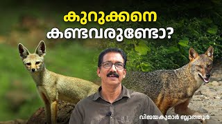 കുറുക്കനും കുറുനരിയും തമ്മിൽ എന്താണ് വ്യത്യാസം difference between jackal and fox Vulpes and Canis [upl. by Miller91]