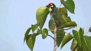 Coppersmith Barbet  Megalaima haemacephala [upl. by Leidgam]