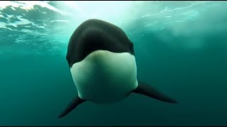 10 Hours Orca Killer Whales Chasing  Video amp Whalesong 1080HD SlowTV [upl. by Ursel481]