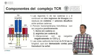 El complejo receptor de la célula T  1925  UPV [upl. by Arvin18]