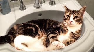 Cute and Funny Cat Videos to Keep You Smiling 🐱 [upl. by Eehtomit]