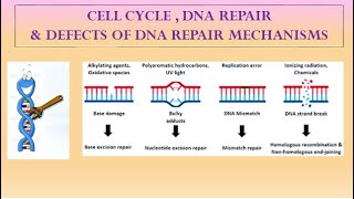 DNA REPAIR MECHANISMS [upl. by Teague843]