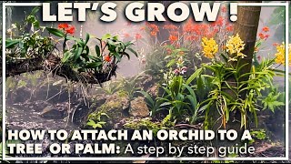 HOW TO ATTACH AN ORCHID TO A TREE A step by step guide [upl. by Gnahk]