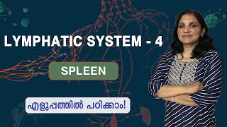 Lymphatic System  4  Spleen  Malayalam [upl. by Corso910]