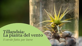 COME COLTIVARE LA TILLANDSIA  LA PIANTA DEL VENTO [upl. by Lacim]