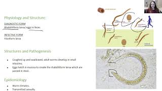 Strongyloides stercoralis [upl. by Armalda]