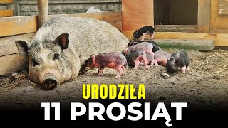 ðŸ– LUCYNKA URODZIÅA 11 PROSIÄ„T ðŸ– MOJE MINI ZOO  odc 384 [upl. by Glen]