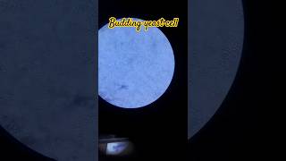 Budding Yeast cell Under the Microscope  microscope shorts yeastcell budding trending yeast [upl. by Nnylsoj]