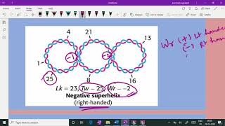 Linking number DNA Twist and writhe Poonam AgrawalGenetics [upl. by Joete]