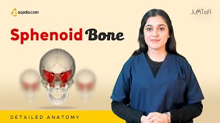 Sphenoid Bone  Cranial Osteology  Anatomy Lecture for Medical Students  VLearning™ [upl. by Aneg]