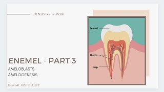 Oral Biology Enamel 2 2019 part1 [upl. by Ytsud639]