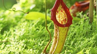 Carnivorous Plants  The Private Life of Plants  David Attenborough  Wildlife  BBC Studios [upl. by Jenness]