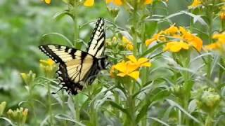 Swallowtail Butterfly on Siberian Wallflower [upl. by Leontina733]