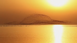 Spectacular view of migratory birds at Poyang Lake [upl. by Orhtej]