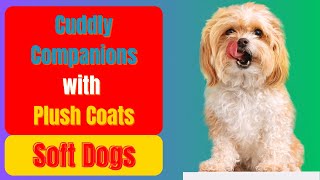 Soft Dogs  Cuddly Companions with Plush Coats [upl. by Yllas]