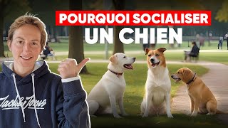 Pourquoi Socialiser Un Chien [upl. by Ullman]