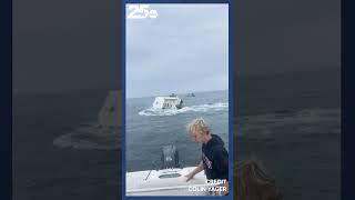 Breaching whale crashed into a boat Tuesday in Portsmouth Harbor capsizing it [upl. by Yolanda427]