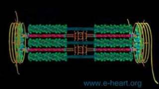 Sarcomere fly thru [upl. by Liggitt]