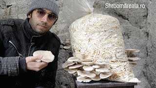 Cultivarea ciupercilor pleurotus pe saci cu paie pasteurizate  Shroomareala ep 9 [upl. by Windsor]