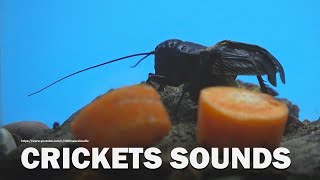 Cricket Sound Effect Live Recording 1 Hour  Cyan Background [upl. by Niatsirt967]