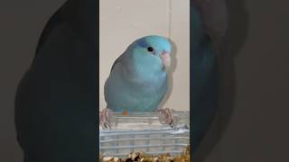 Introducing Jay  Parrotlets 🦜❤️parrotlet pets [upl. by Jeggar]