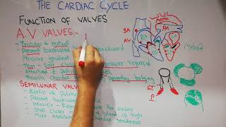 CVS physiology 8  Heart valves  Atrioventricular and semilunar valves  Tricuspid  Mitral [upl. by Pudendas]