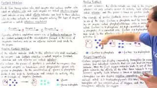 Allosteric Regulation of Enzymes [upl. by Tiedeman]