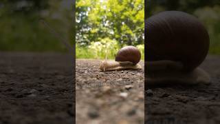 How long can a snail sleep snail animalfacts animals [upl. by Schnapp]