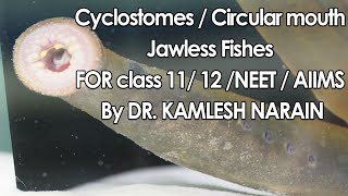 Cyclostomes  Circular mouth Jawless Fishes FOR class 11 12 NEET  AIIMS By DR KAMLESH NARAIN [upl. by Ailegnave429]