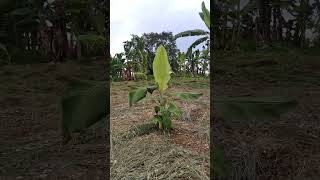 July 5 2024  Banana and papaya plantation with assorted vegetable plants [upl. by Nerac]