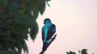 Spangled Cotinga [upl. by Aline]